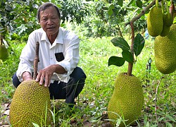 Mít Thái, từ cây "hái ra tiền" đến nỗi lo gánh nợ