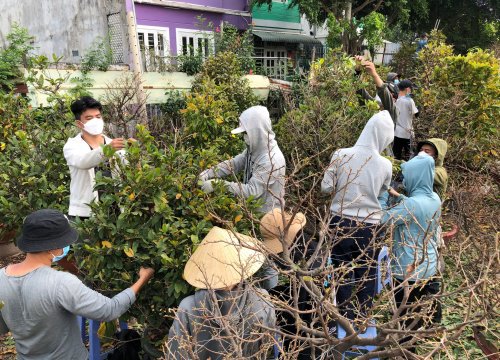 'Nghề' lặt lá mai cận tết thu hút nhiều sinh viên