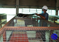 Nuôi loài thú lạ thoạt nhìn tưởng con mèo, ai ngờ trai làng Tiền Giang bán thành thịt đặc sản giá 1,4-1,5 triệu/kg