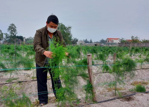 Quảng Bình: Nuôi lợn công nghệ cao, trồng rau tiến vua, nông dân Quảng Trạch tăng thu nhập