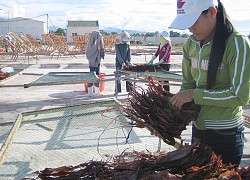 Quảng Nam: Cả làng dùng tàu ra biển chỉ bắt một loài cá đem phơi khô bán ra nước ngoài