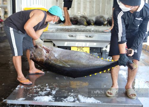 Ra biển đánh bắt trúng loại cá ngừ to, bự gì mà nông dân Khánh Hòa thu về hàng trăm triệu đồng?