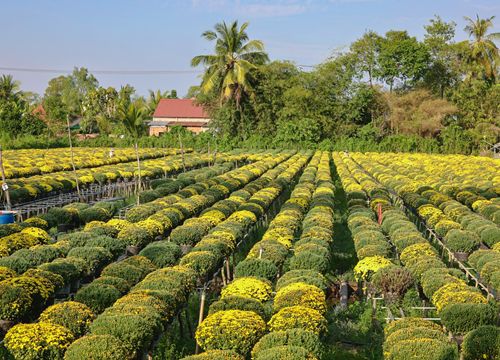 Sắc vàng rực rỡ báo hiệu mùa Tết ấm no ở làng hoa Sa Đéc