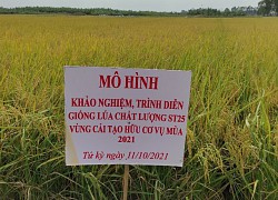 Trên trồng lúa sạch, dưới nuôi con đặc sản ví như "lộc trời", nông dân ở những nơi này đang giàu lên