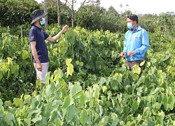 Trồng thứ rau rừng tốt um giữa vùng cà phê, ai ngờ một nông dân lại giàu lên