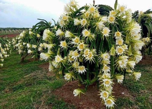 Bình Thuận "đánh tiếng" kêu gọi sàn thương mại điện tử tiêu thụ thanh long, giảm phụ thuộc vào Trung Quốc