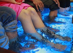 Cảnh tượng đi cà phê cá massage khiến dân mạng chia 2 phe đối lập: Người rùng mình sợ hãi, kẻ thích thú vì "quá đã"