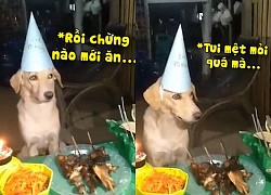 Chú chó bối rối khi được cả nhà hát mừng sinh nhật