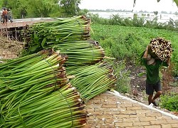 Chuyện lạ Hậu Giang: Nông dân ra sông vớt lục bình, bán được cả rễ bèo