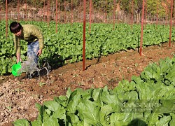 Hóa ra mầm đá là có thật, trai Hà Nội lên Yên Bái trồng thứ rau mầm đá khiến dân tình phát sốt