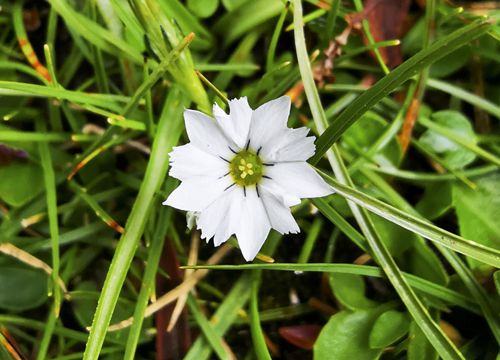 Tìm ra loài hoa 'e thẹn' nhất thế giới