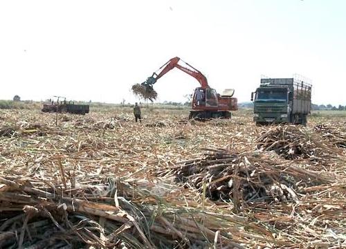 Ngành mía đường ngày càng bị co hẹp