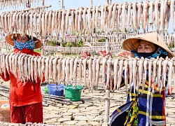 Ngư dân làng biển lớn nhất, nhì tỉnh Cà Mau nói: "Chắc năm nay cá khoai cũng sợ dịch nên trốn hết rồi..."