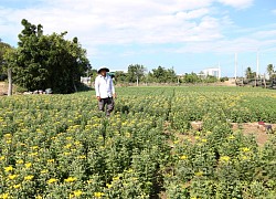 Ninh Thuận: Giá hoa bất ngờ tăng cao trước ngày vườn hoa cúc ở Mỹ Bình &#8220;xóa sổ&#8221;, nông dân tiếc nuối