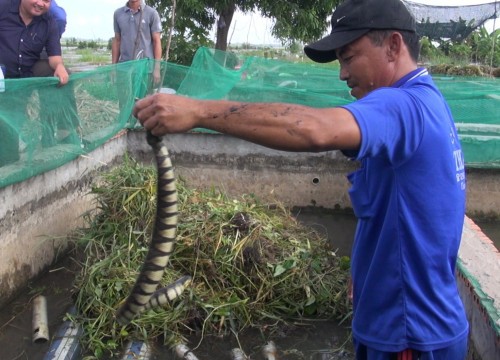 Nuôi rắn vi voi ít rủi ro, anh nông dân An Giang cầm trên tay toàn con to, chưa bao giờ lo dội chợ