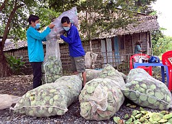 Sen lụa là sen gì mà giáp tết giá bán tăng bất ngờ gấp đôi, cứ 1 công nông dân Hậu Giang lãi 30 triệu?