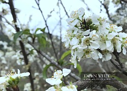 "Thiên đường" hoa mận trắng ở ngay thành phố Sơn La, thích thì ra chụp ảnh đi, nhanh còn kịp!