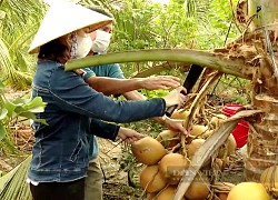 Tiền Giang: Trồng hai loại trái chưng mâm ngũ quả, thôn nữ "rốn phèn" đủng đỉnh thu bộn tiền chợ Tết