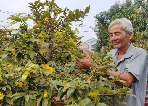 Trồng các loại mai Tết gì mà cây nào cũng hoa to, nhiều cánh, nông dân Bình Dương chắc chắn bán có lời?