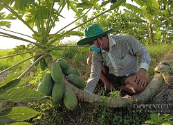 Trồng loài cây nửa đứng nửa nằm, 3 năm hái mà trái vẫn ra đều đều, ông nông dân An Giang rủng rỉnh tiền tiêu