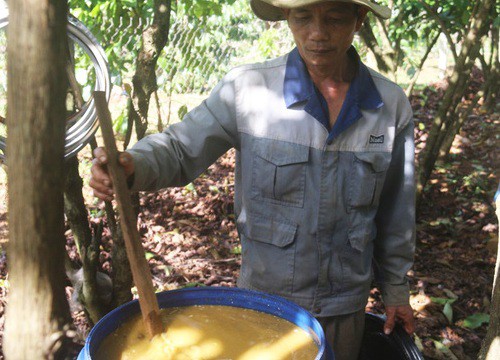 "Tuyệt chiêu" trồng cà phê khác người của lão nông Tây Nguyên, hái cà phê cắt luôn cả cành