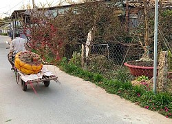 Vĩnh Long: Cả làng trồng loài mai vàng nguyên thủy, quanh năm uốn tỉa, tết đến lặt lá bán giá cao khách vẫn ưng