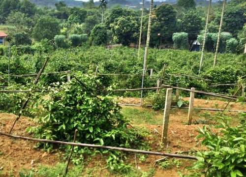 Vừa trồng ba kích củ to bự, dài ngoằng, vừa nuôi dê, ông nông dân ở Vĩnh Phúc có thu nhập khiến bao người mê