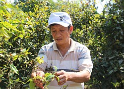 Vùng đất này trồng mai vàng khắp ngõ, xưa nông dân gieo hạt cho đỡ nhớ quê, ai ngờ nay bán lại có giá