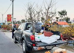 Bình Định: Mai tết tưởng ế nhưng lại đắt hàng, thu về trên 112 tỉ đồng