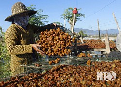 Cách làm mứt táo chuẩn quà quê bán tết của nông dân Ninh Thuận