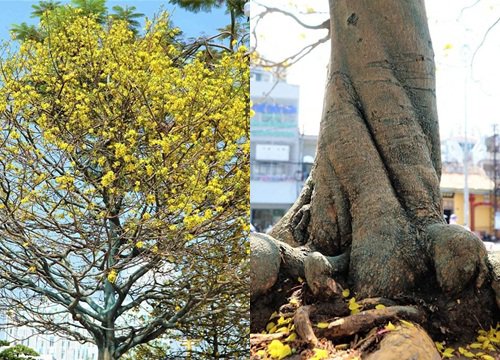 Chiêm ngưỡng 'lão mai' thân xoắn đế móng rồng rao bán 2,8 tỷ đồng