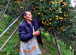 "Đánh liều" trồng thứ quýt lạ, trái bé tí mà thơm khắp làng, tết hái bán ông nông dân Bắc Kạn thu hàng trăm triệu