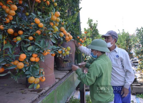 Giá loại cây cảnh Tết nhà nào cũng chơi giảm sâu, nông dân Hưng Yên "đỏ mắt" chờ thương lái