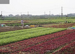 Giá rau vụ Tết tăng, nông dân trồng rau Đà Nẵng cứ cắt là bán hết