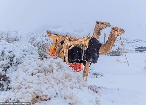 Tuyết bất thường bao phủ sa mạc Sahara