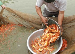 Làng cá chép đỏ Thủy Trầm vào vụ Tết