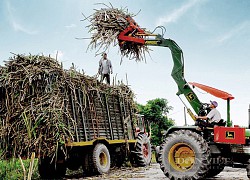 Người trồng mía tự "ru ta ngậm ngùi" vì nhà máy đường bội tín với nông dân