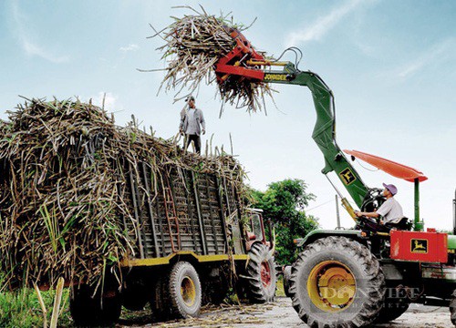 Người trồng mía tự "ru ta ngậm ngùi" vì nhà máy đường bội tín với nông dân