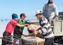 Quảng Ngãi: Hàng trăm ghe, thuyền vớt trúng "lộc biển" đỏ au, cá khoai tươi rói, bán được giá