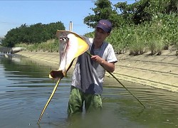 Ra sông cạn bắt cá, người đàn ông phát hiện sinh vật cực kỳ nguy hiểm này