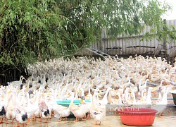 Ra tù tập làm kinh tế rồi trở thành tỷ phú, anh nông dân Hà Tĩnh khiến cả làng phục lăn