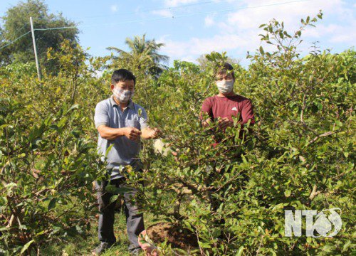 Trồng mai vàng bán tết, năm nay "ông trời ra lộc", nông dân Ninh Thuận vui vì khách ra vào rất đông