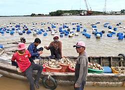 Xuống sông treo phao nuôi con đặc sản không biết chạy, vớt đầy thuyền, nông dân Trà Vinh bán hàng trăm tấn