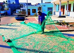 Bình Định: Cận tết, ngư dân trúng mùa ruốc, thu hàng chục triệu đồng/ngày