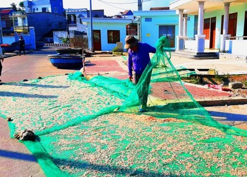 Bình Định: Cận tết, ngư dân trúng mùa ruốc, thu hàng chục triệu đồng/ngày