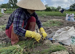 Bình Định: Trồng thứ cây trông như hành, sát tết túm lá nhổ bật lên toàn củ trắng, giá bán tăng bất ngờ