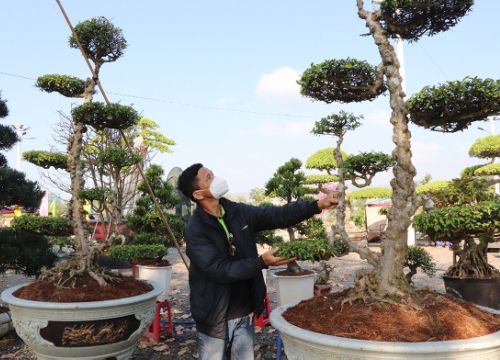 Cây keo bonsai dáng con rồng khổng lồ, nhà vườn Bà Rịa-Vũng Tàu mang ra triển lãm ai xem cũng trầm trồ