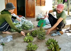 Chuối xanh bày mâm ngũ quả bán được giá, thương lái Phú Yên lên tận rẫy mua từng buồng, đếm từng nải