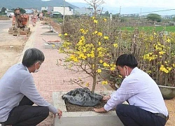 Con đường trồng cây mai vàng đầu tiên của tỉnh Bình Định dài bao nhiêu mét?