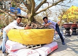 'Cụ mai' trăm tuổi có bộ đế siêu khủng, hai người đàn ông ôm không hết